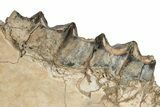 Fossil Titanothere (Megacerops) Jaw - South Dakota #249237-3